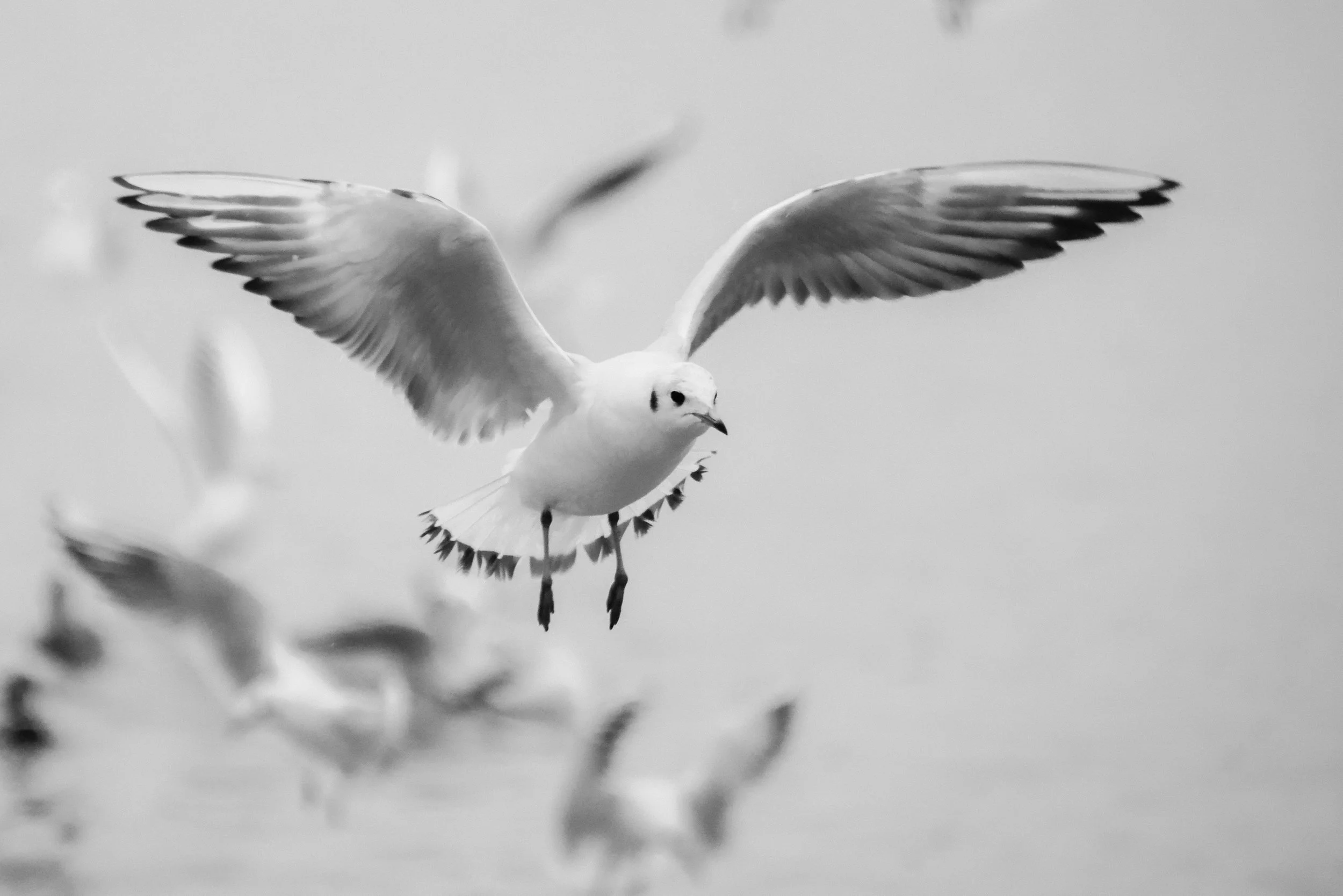 Two Poems by Susannah Sharpless