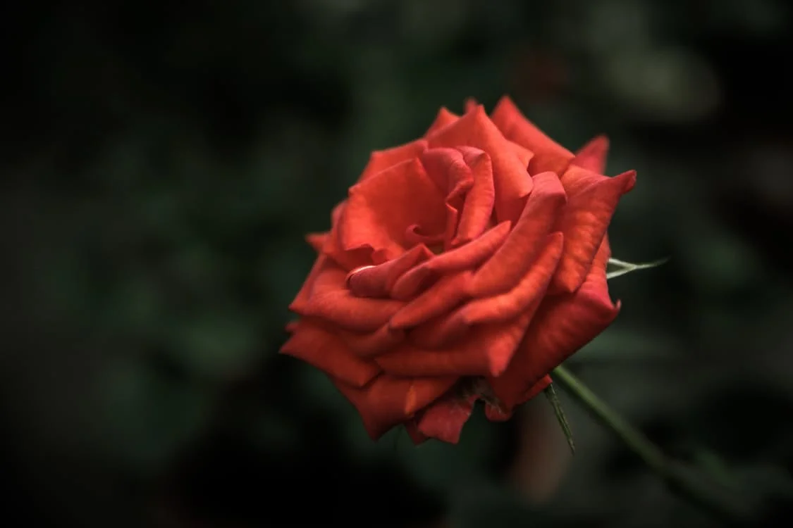 Five Poems From Insecurity System by Sara Wainscott