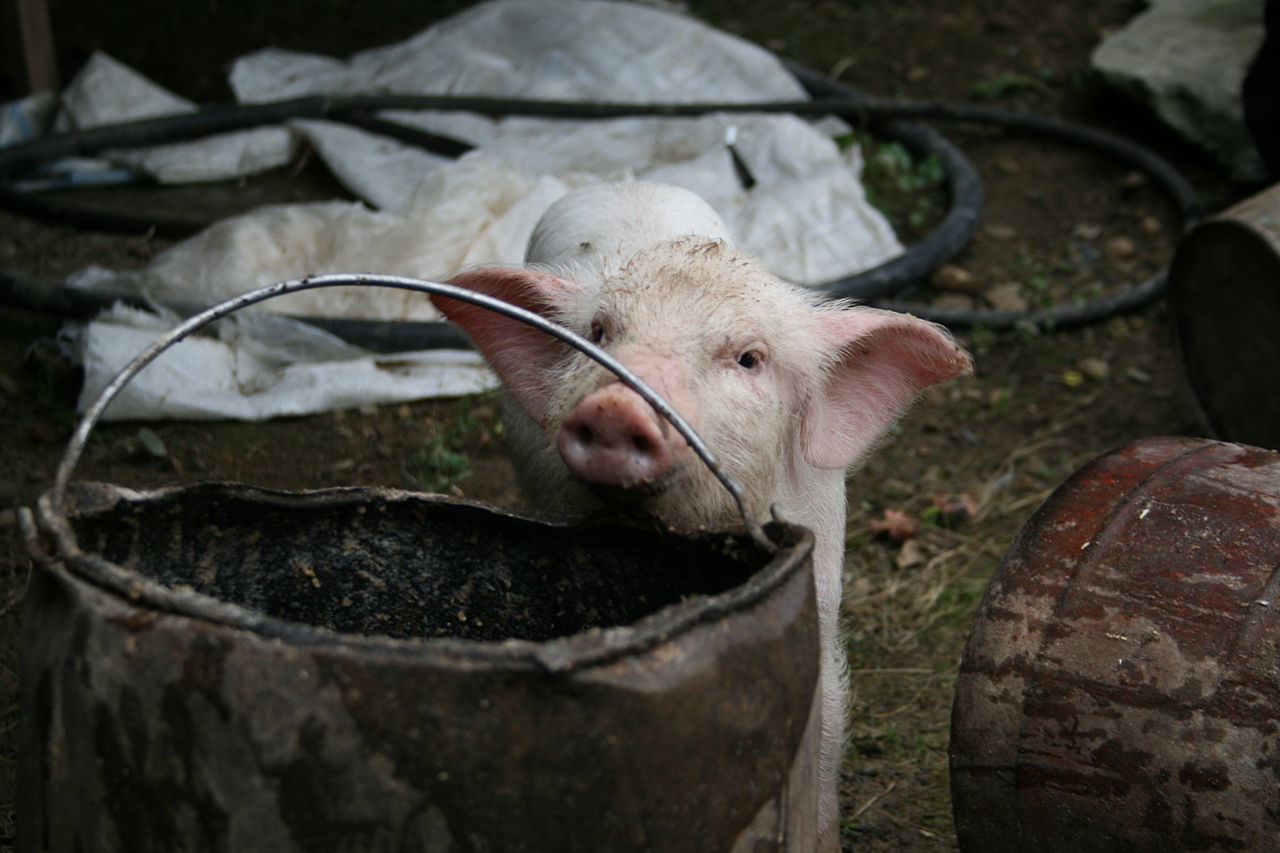 1280px-Feeding_the_pigs_5.jpg