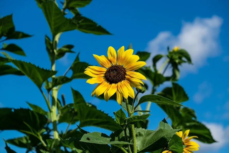 pexels-photo-12925-large.jpeg