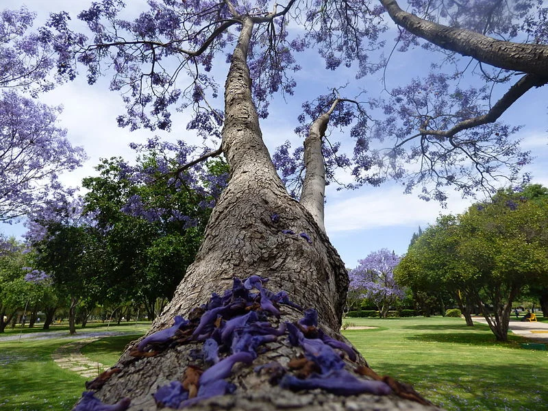 Jacarandas_en_la_Universidad_Autónoma_de_Aguascalientes_02.jpg