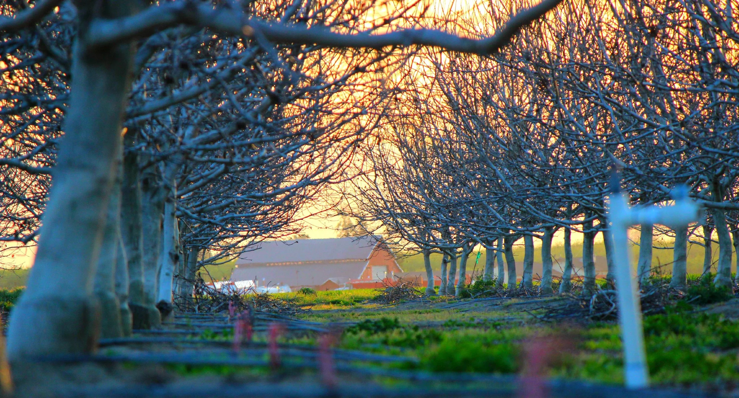 wood-trees-house-branches.jpg
