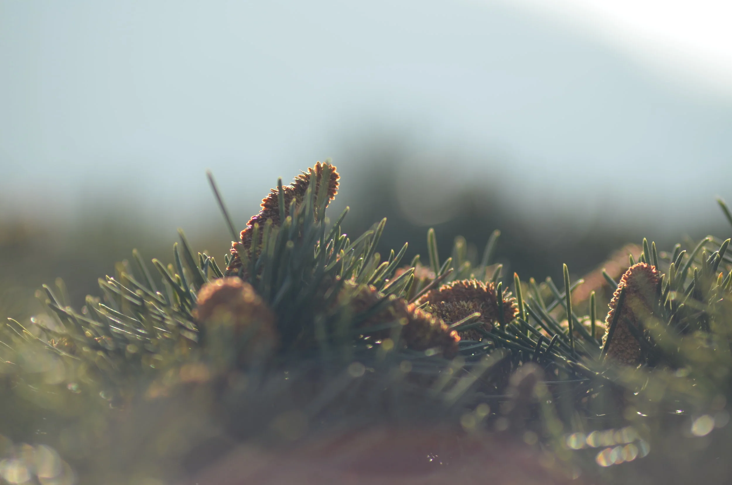 pexels-photo-31196.jpg