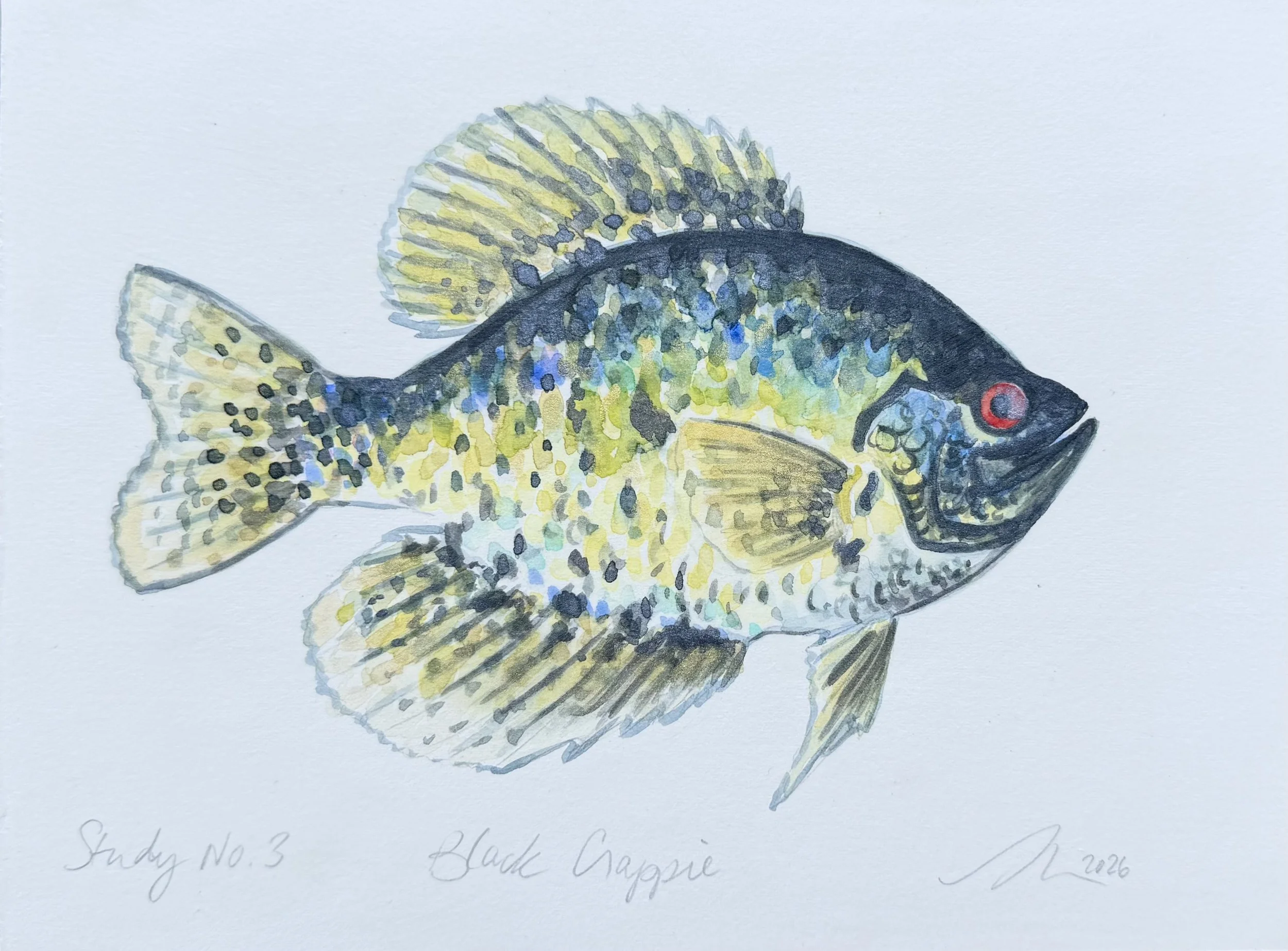 Black Crappie, Study No. 3