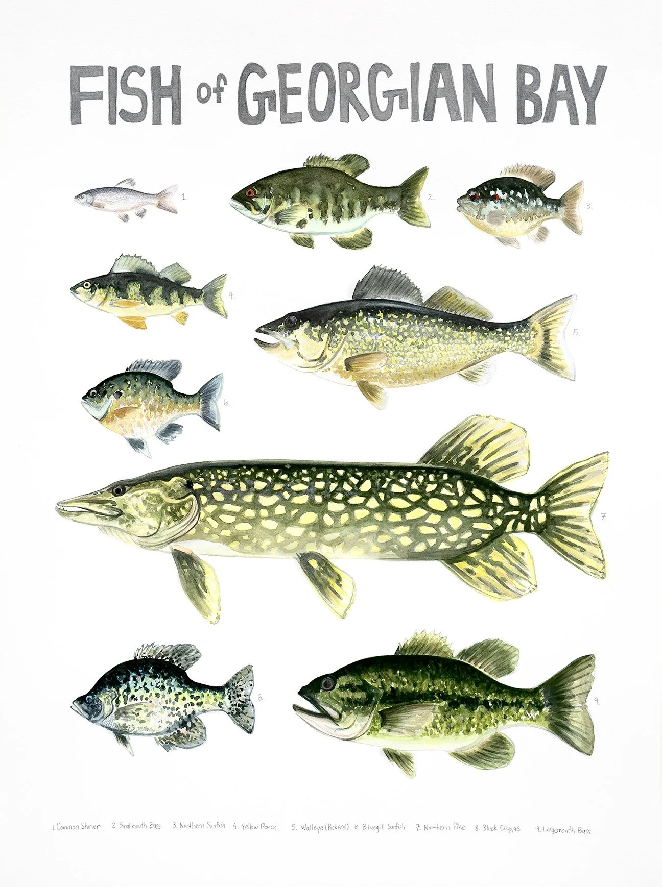 Fish Chart new RAW_18x24 email 2.jpg