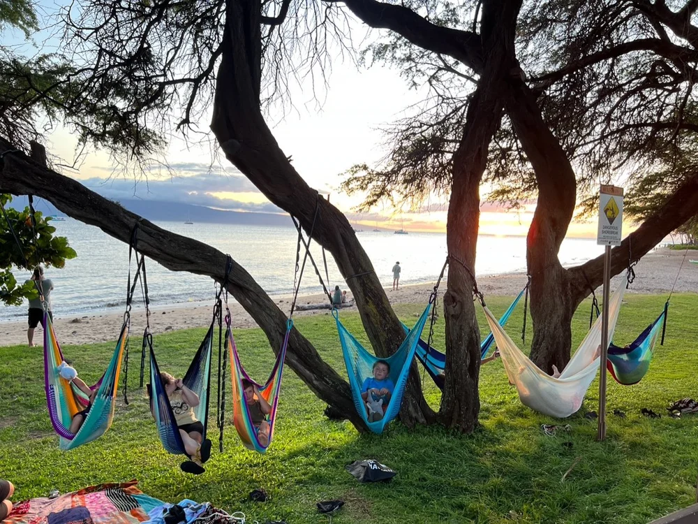 Palm Trees Two Trees Hammock Beautiful Hammock Between Two Palm - Main Image