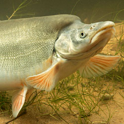 SEE: The endangered Humpback Chub - It's totally a thing.