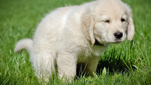So cute and unassuming until they deliver the log of death and look up you with those guilty eyes as you catch a glimpse of your girlfriend's $100 vibrator sticking out of their dog shit.