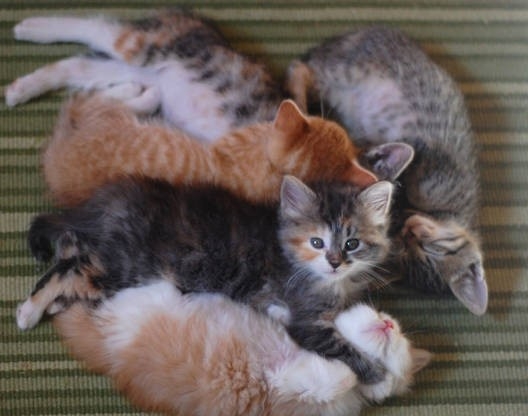  Replace kittens with half-naked humans and you get a Dustin-sponsored staff party. *face palm*