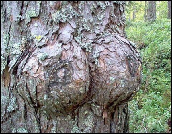 Or you can find some bountiful boobies IN nature. As a side note, gentlemen: you should not titty fuck this tree.