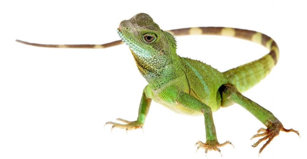 Lizard.jpg