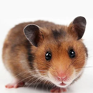hamster.jpg