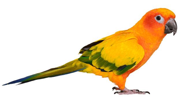 bird.png