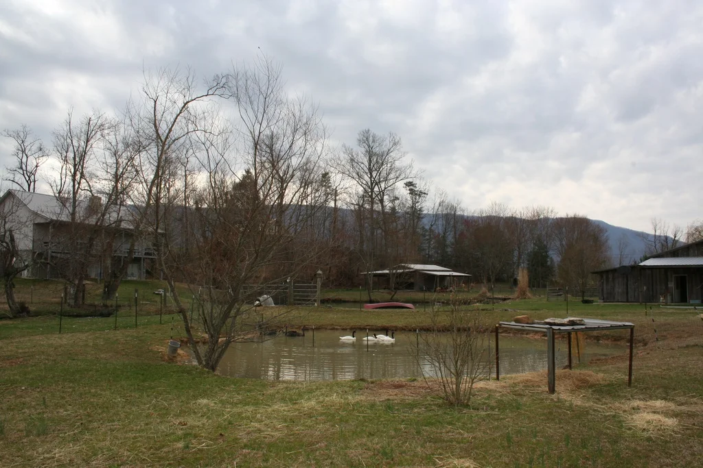 Swan Pond.jpg