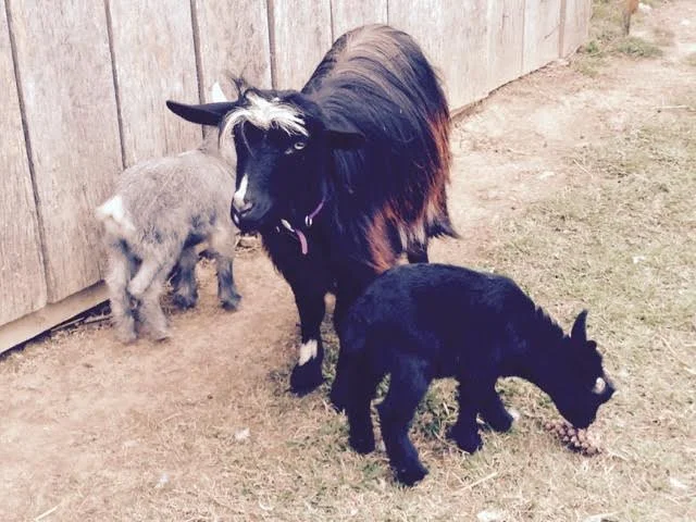 Dottie with babies 2 weeks.jpg