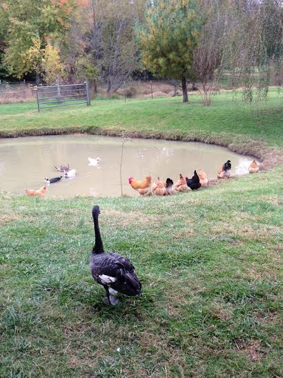 At the Pond.jpg