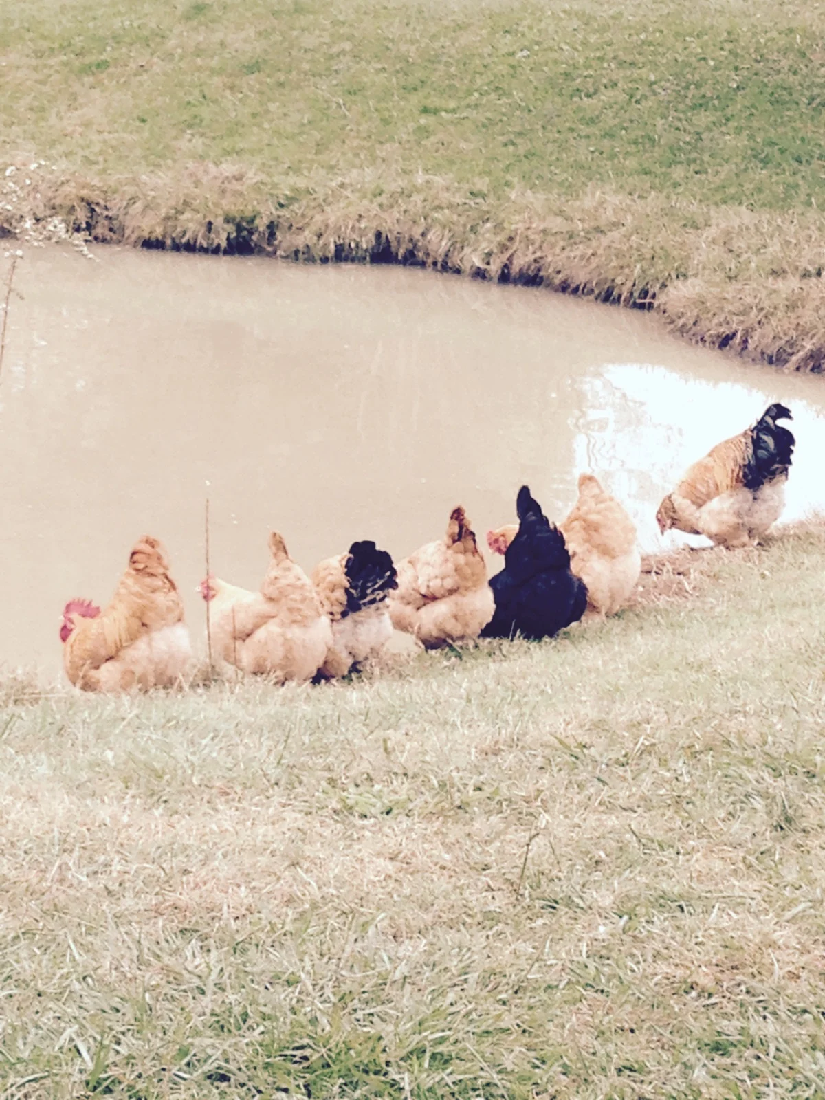 Chicks in a Row.jpg