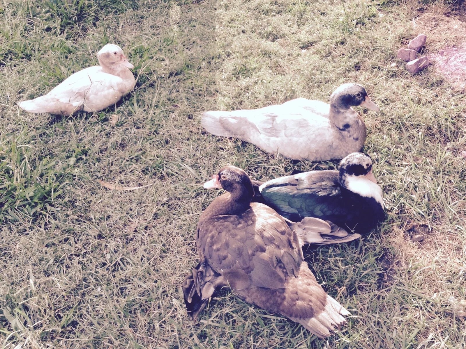 Ducks.jpg