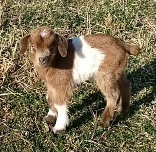 Remi Baby II.jpg