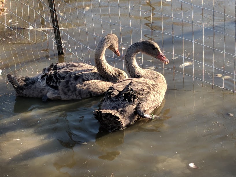 September 9 males, 2 months old II.jpg