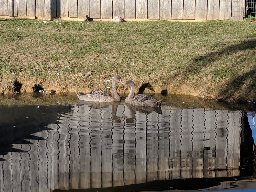 September 9 males, 2 months old III.jpg