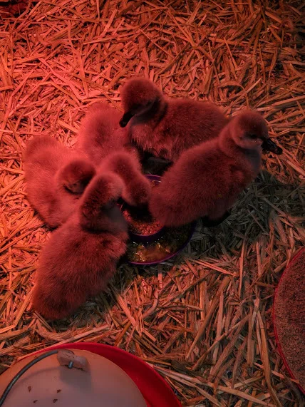 Kirk's Cygnets 1-19.jpg