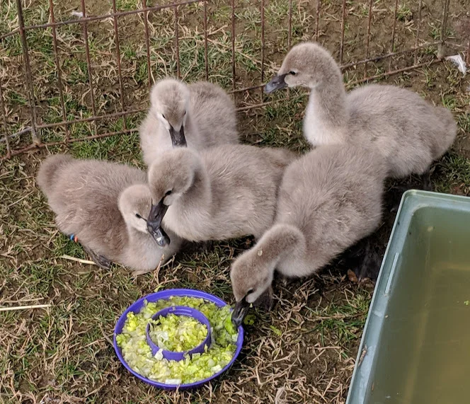 1-20-19 Cygnets 3 weeks old II.jpg