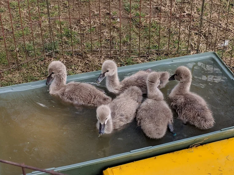 1-20-19 Cygnets 3 weeks old.jpg