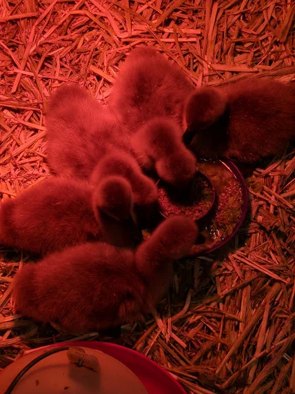Kirk's Cygnets 1-19 II.jpg
