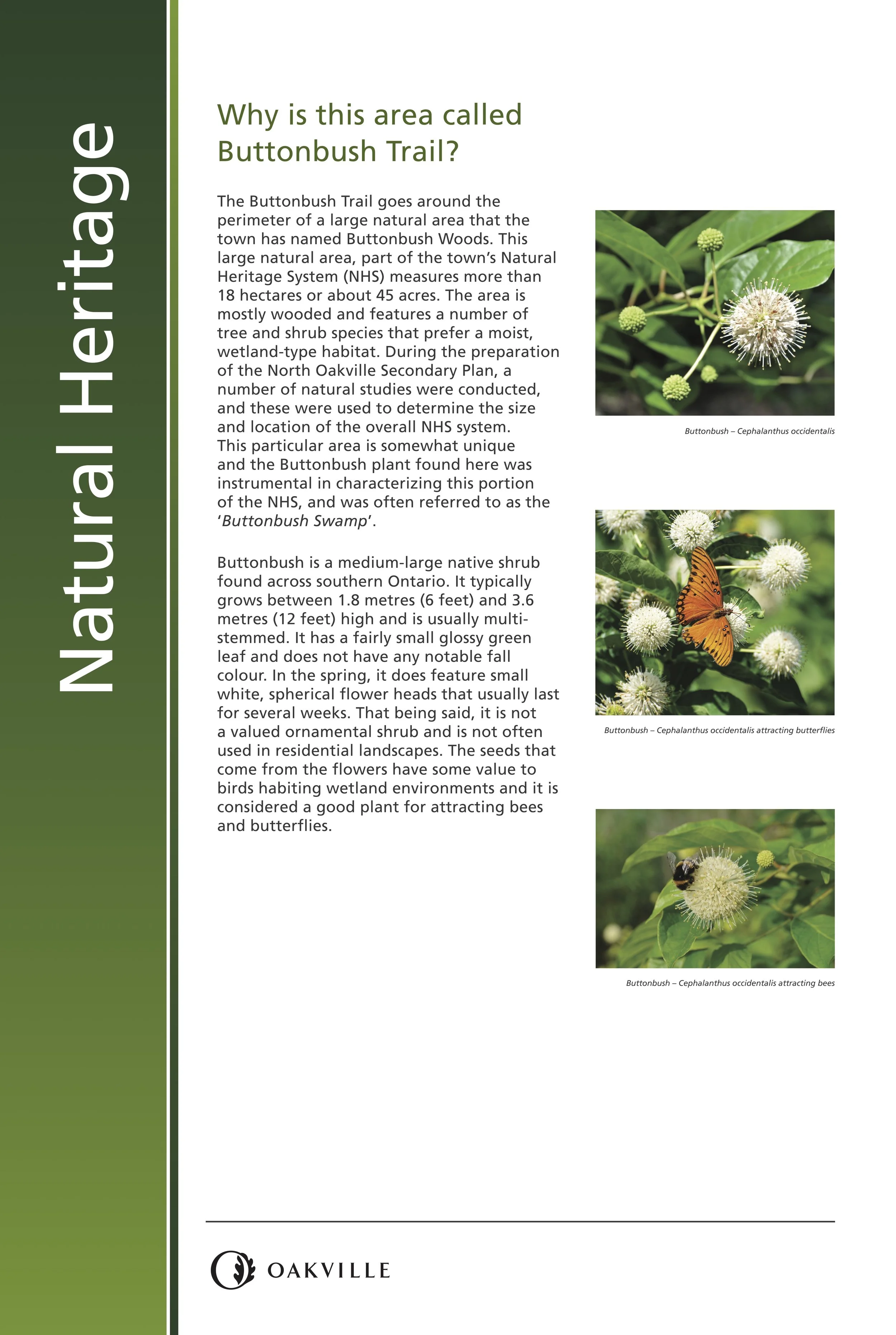 2Copy of Buttonbush panels print version (1).jpg