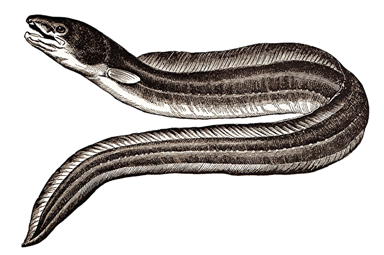 EEL.png