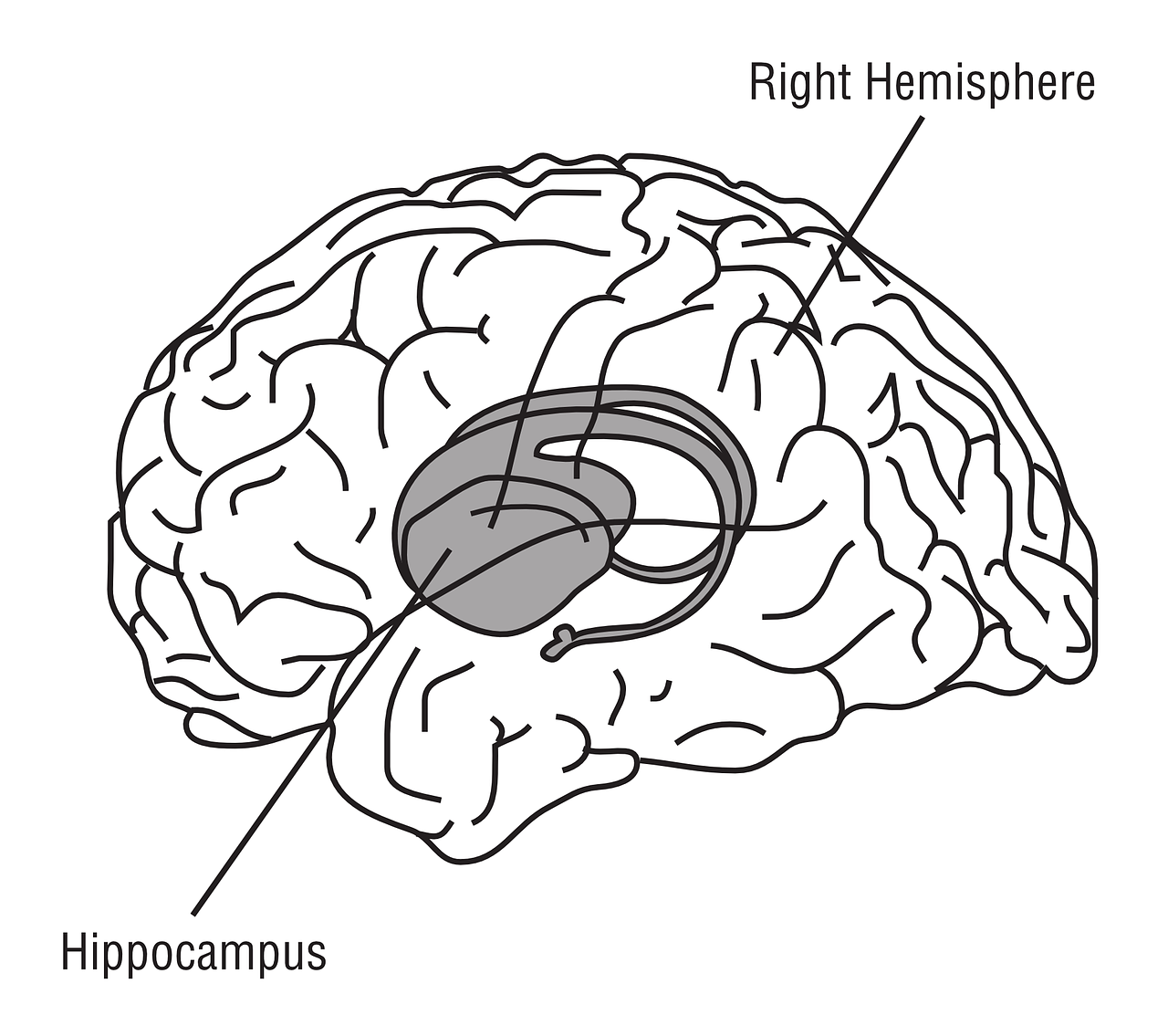 Phthalates impair neuroplasticity in the hippocampus, a region of the brain involved in memory and learning.