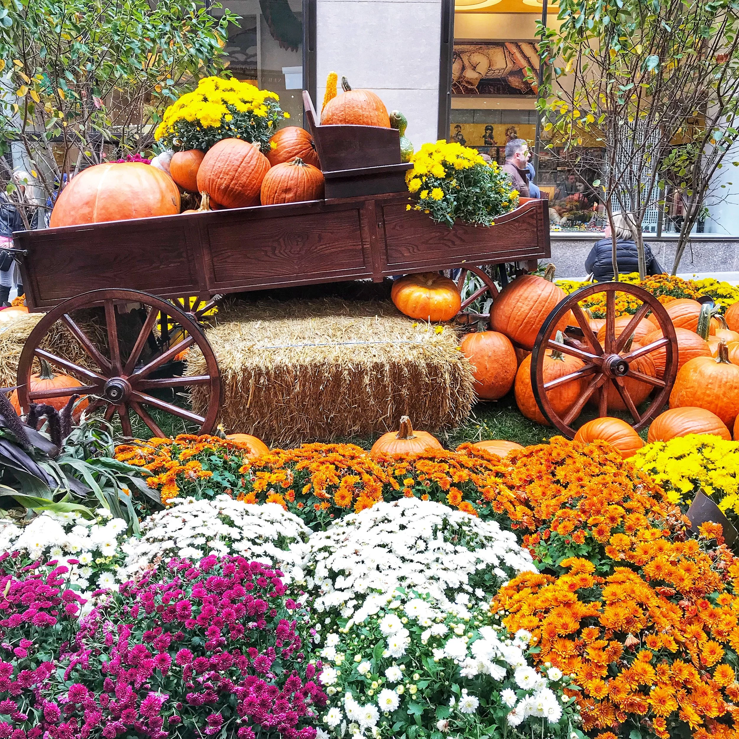 5 THINGS TO DO IN NYC THIS FALL