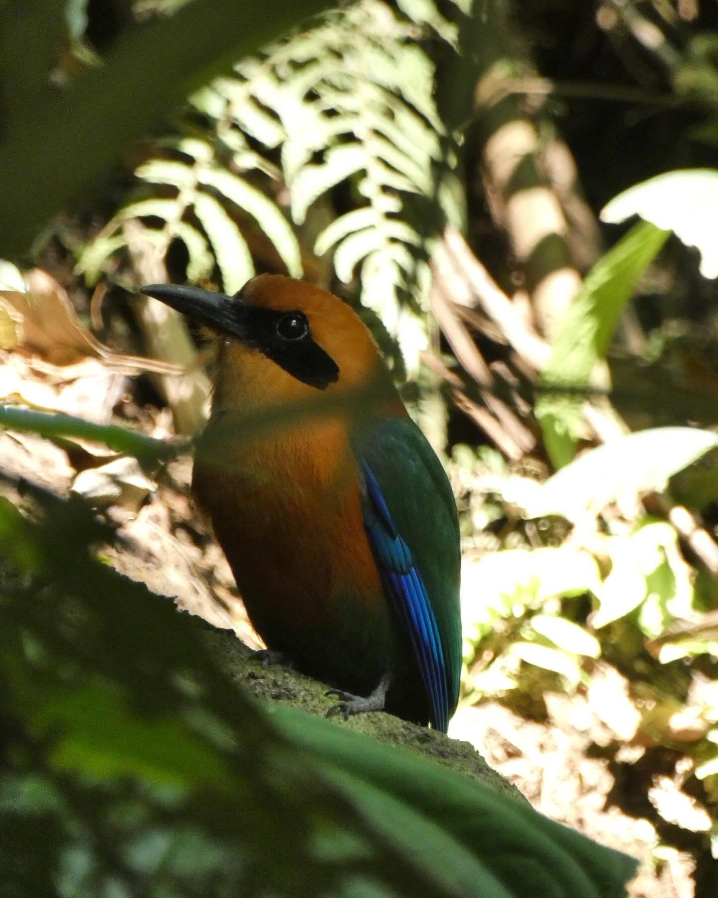 Costa Rican Wildlife