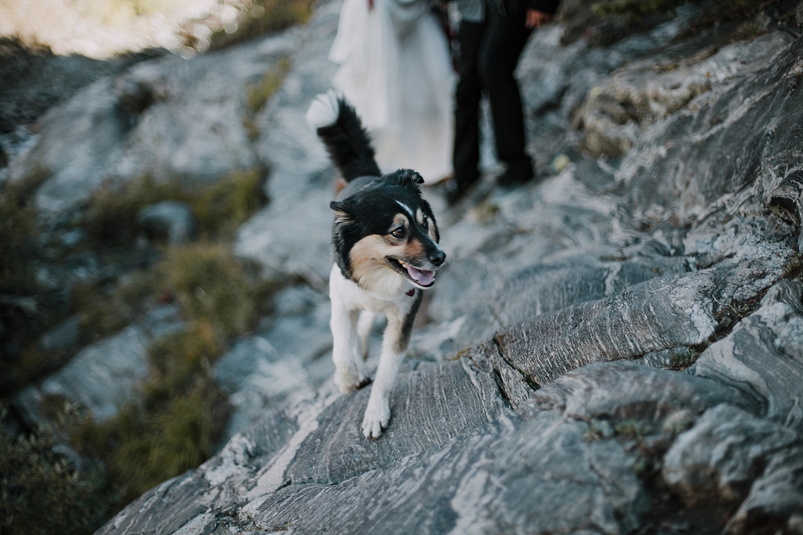 dog on hike, breckenridge colorado wedding photographer, breckenridge colorado elopement photographer, hiking photographer, maui wedding photographer, maui elopement photographer