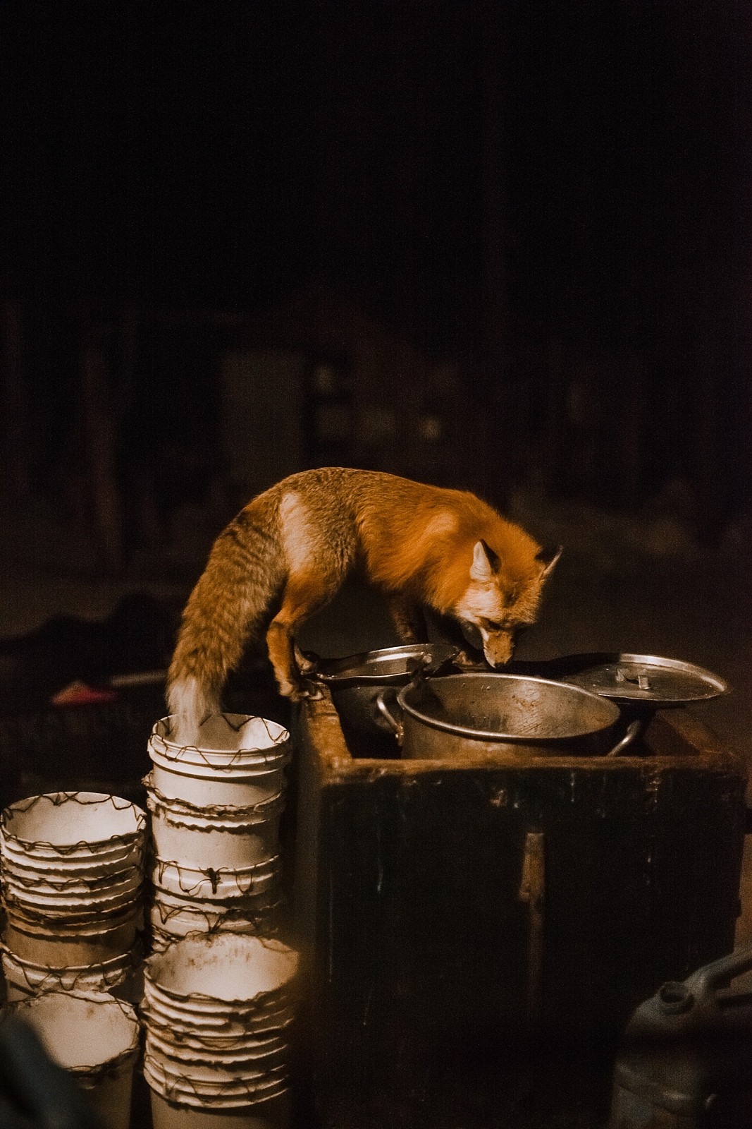 fox eating, breckenridge colorado hiking photographer, breckenridge colorado elopement photographer, breckenridge colorado wedding photographer, breckenridge colorado adventure photographer