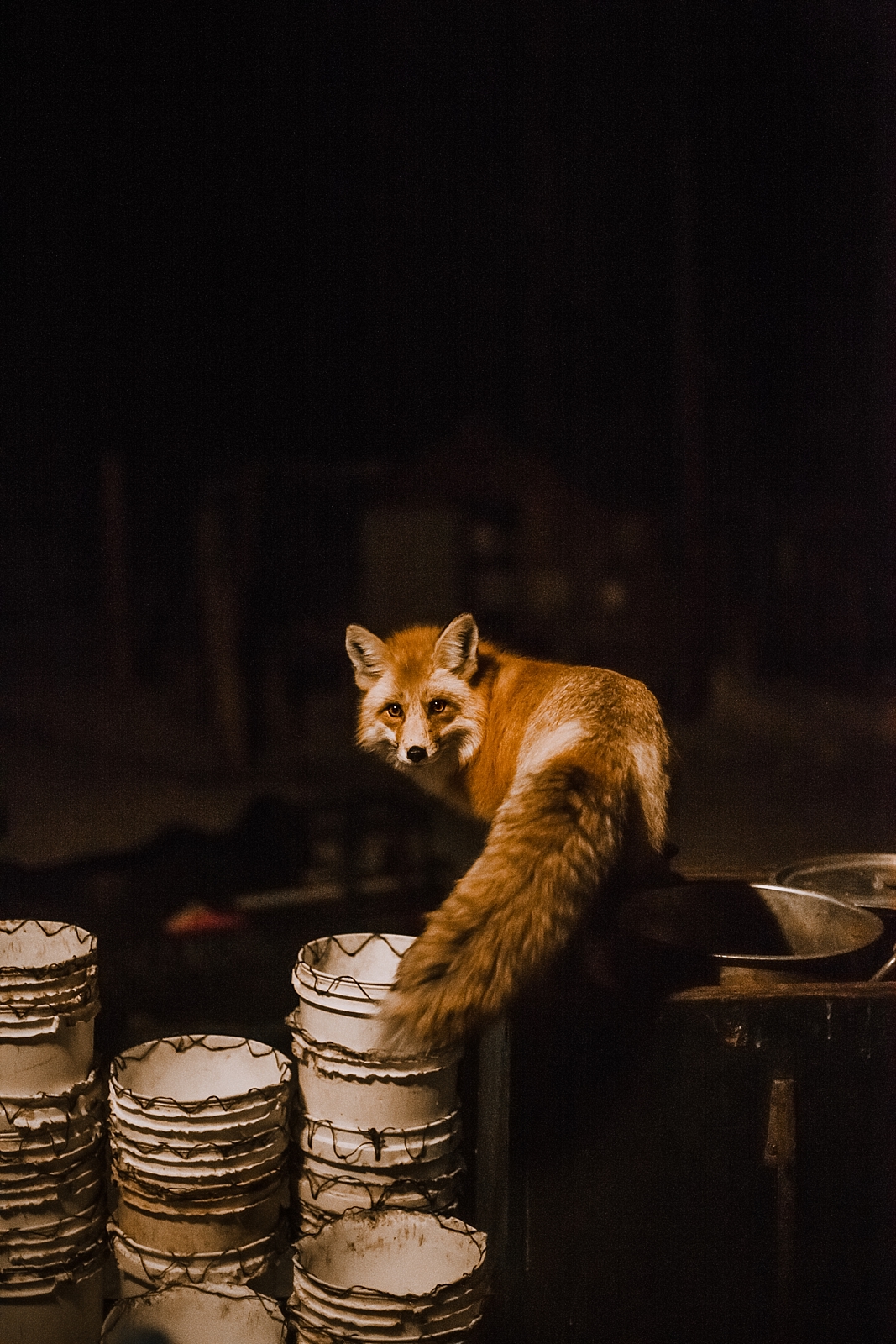fox hunting, copper colorado elopement photographer, breckenridge colorado elopement photographer, leadville colorado elopement photographer, leadville wedding photographer