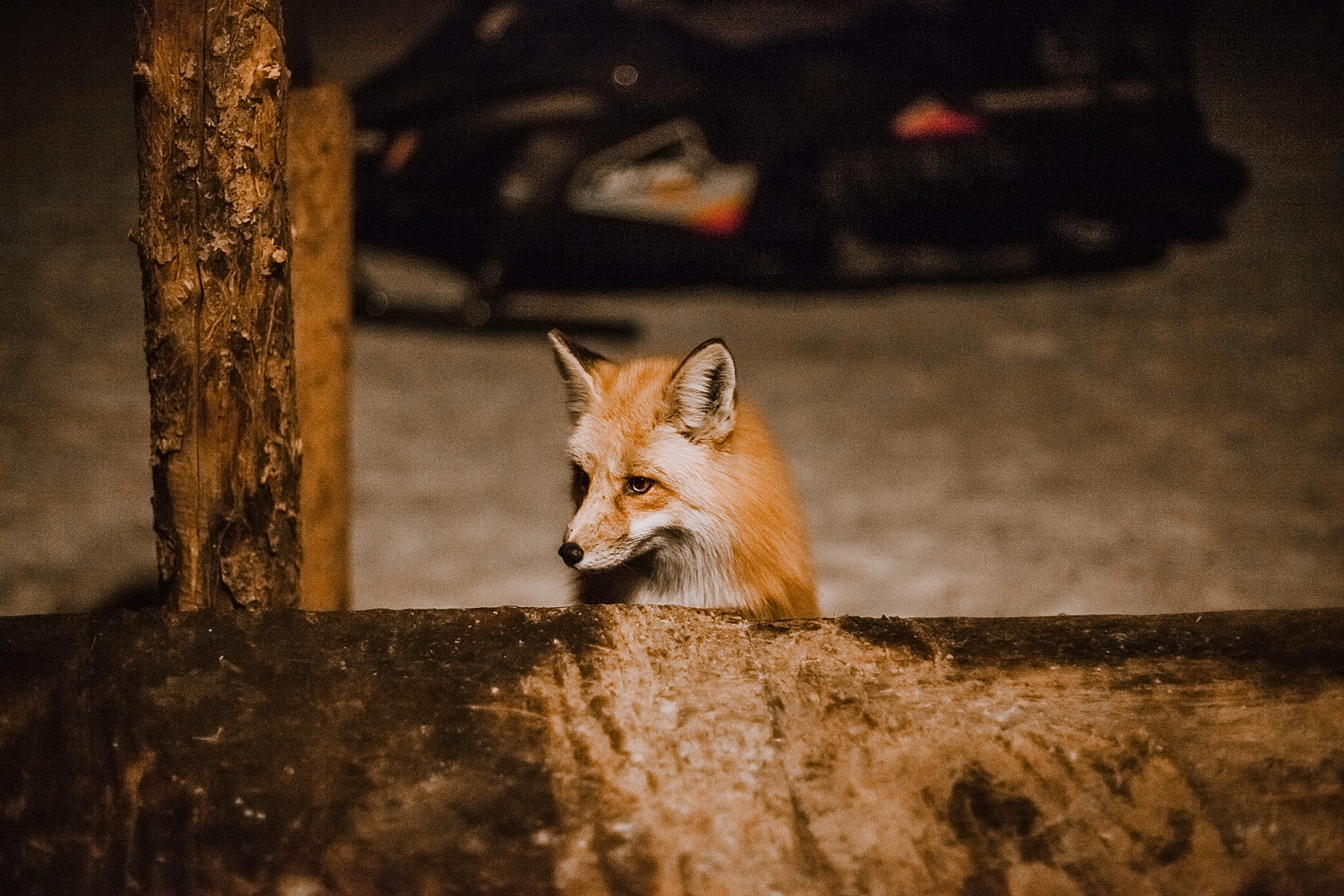 fox hunting, copper colorado elopement photographer, leadville colorado elopement photographer, leadville colorado wedding photographer, breckenridge colorado elopement photographer