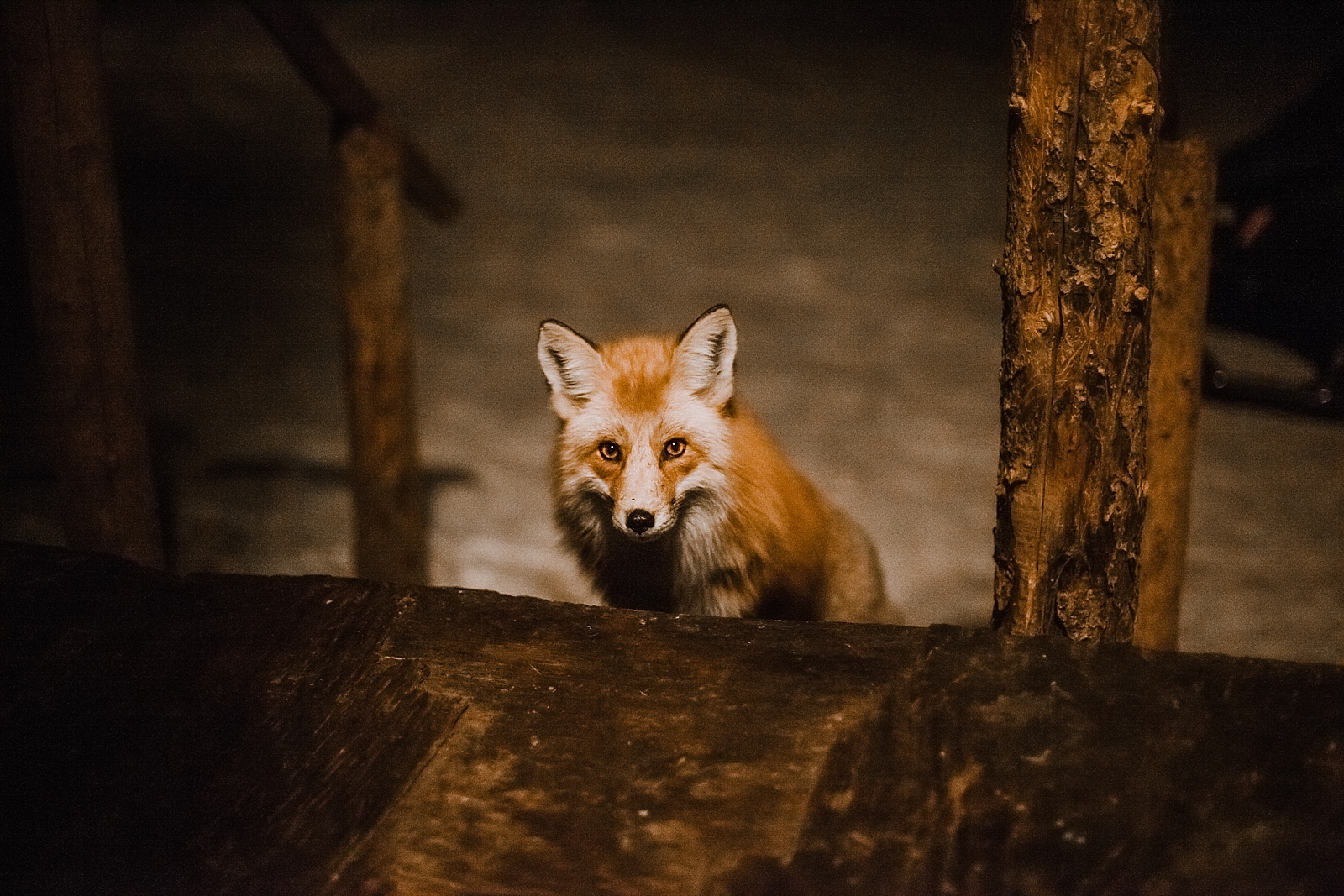 wild fox, frisco colorado elopement photographer, breckenridge colorado elopement photographer, leadville colorado elopement photographer, leadville wedding photographer
