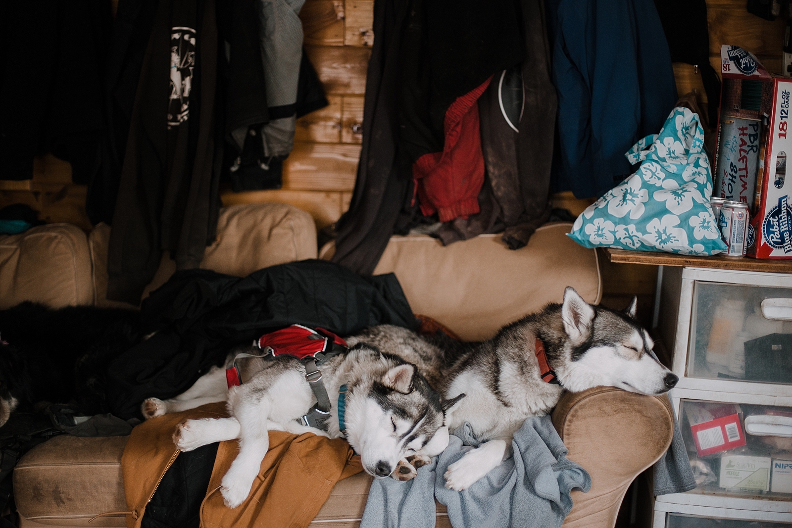 huskies sleeping, breckenridge colorado dogsledding, colorado dogsledding, breckenridge colorado elopement photographer, breckenridge colorado wedding photographer