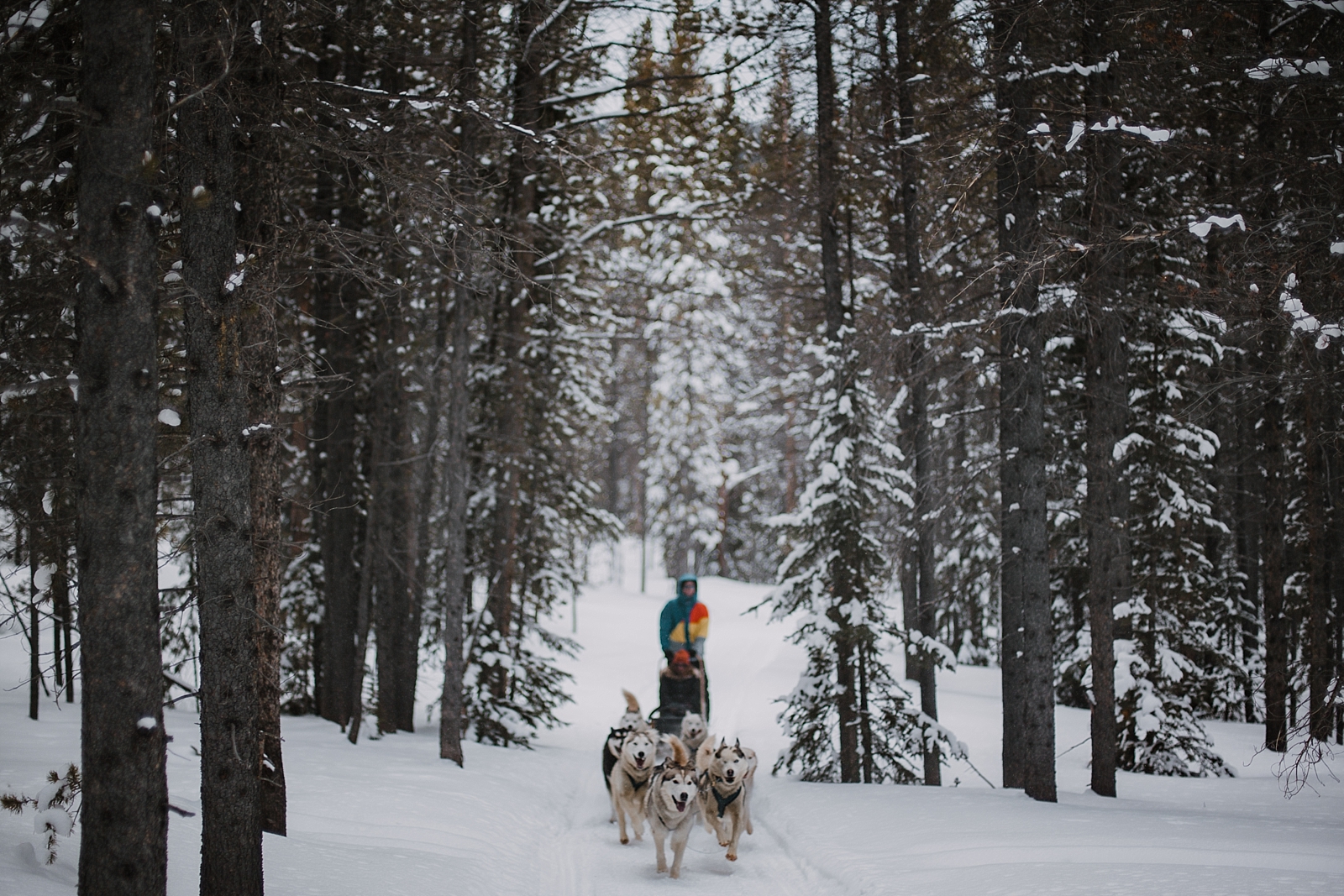 colorado dogsled team, breckenridge elopement photographer, frisco elopement photographer, leadville elopement photographer, sapphire point elopement photographer