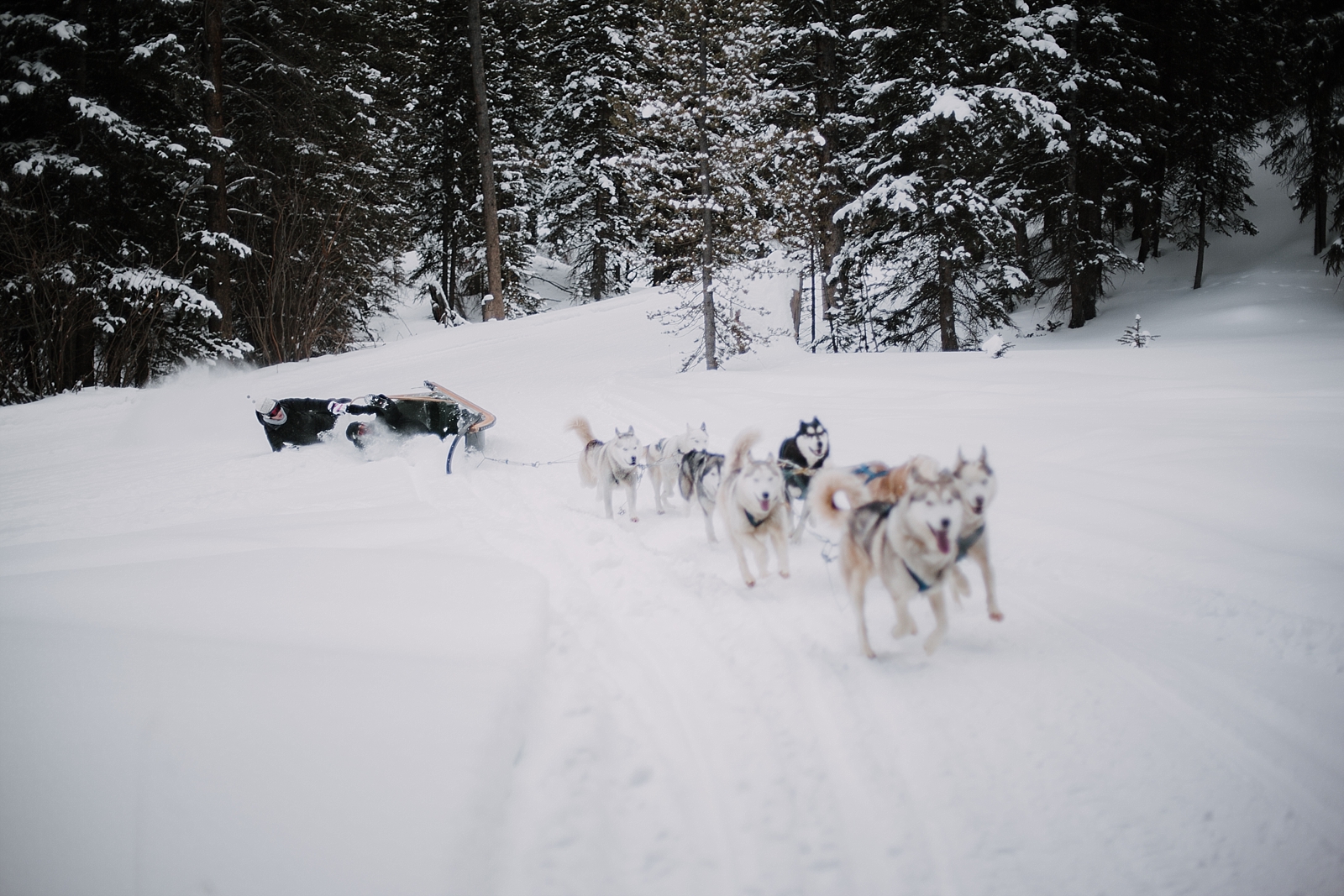 colorado dogsled team, good times adventures wedding photographer, breckenridge wedding photographer, breckenridge elopement photographer, leadville elopement photographer, sapphire point photographer