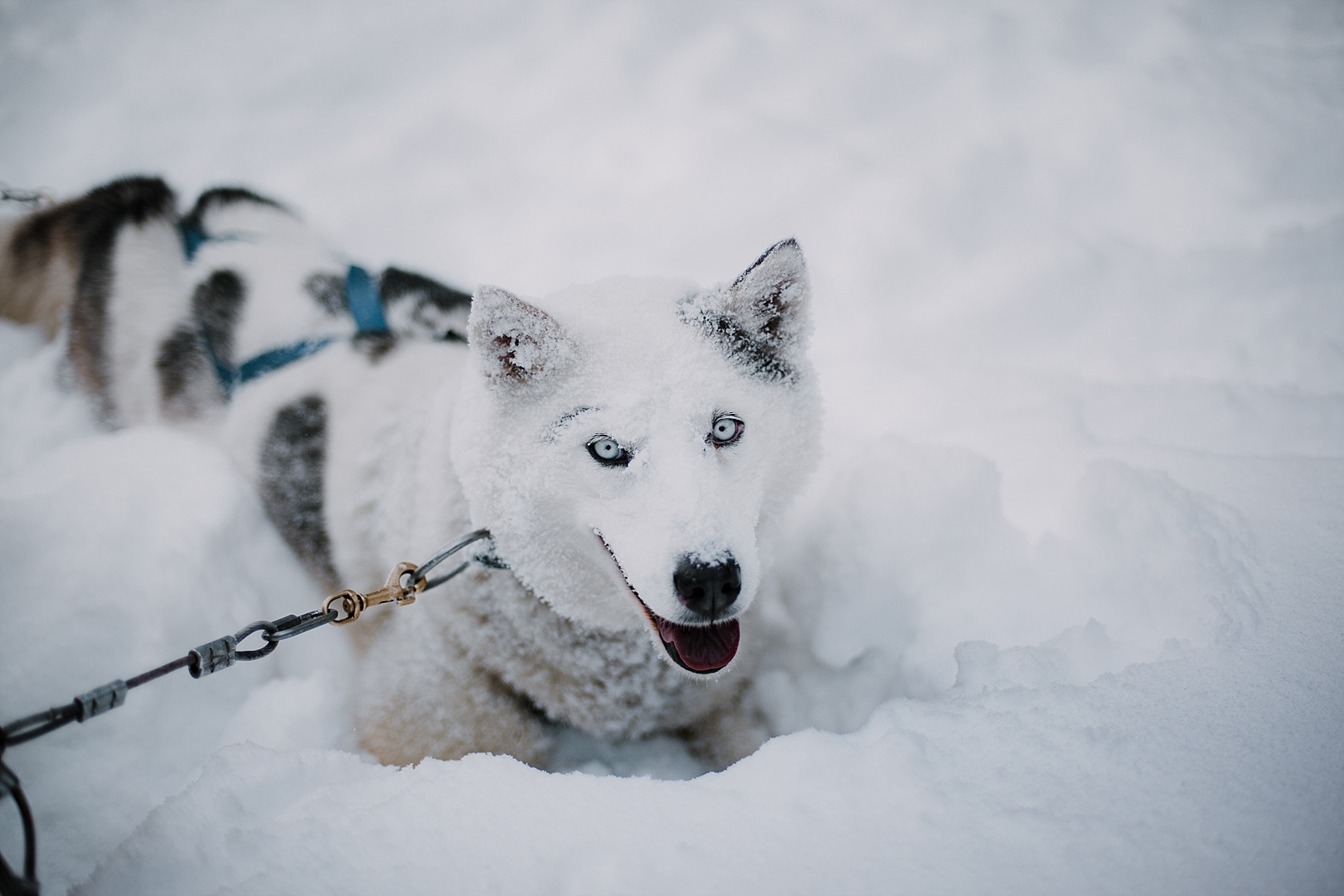 blue eyed husky, norway elopement photographer, greenland elopement photographer, breckenridge elopement photographer, breckenridge colorado elopement photographer