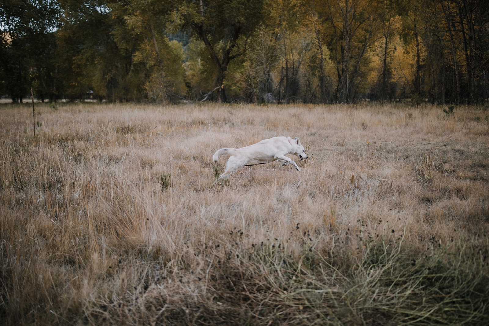 couple eloping, husky pup, couple hiking, norway elopement, post elopement celebration, wedding in the woods, buena vista elopement, buena vista wedding, nathrop colorado wedding, elope with your dog