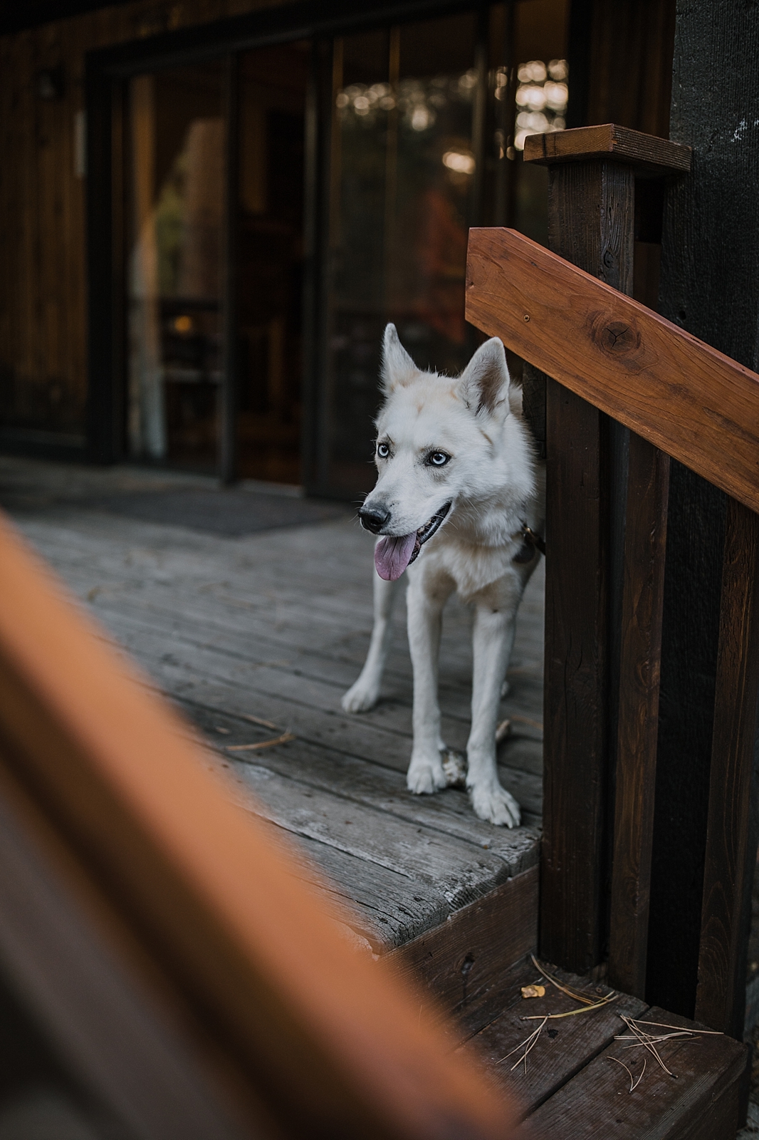 husky pup, couple hiking, norway elopement, post elopement celebration, wedding in the woods, buena vista elopement, buena vista wedding, nathrop colorado wedding, elope with your dog