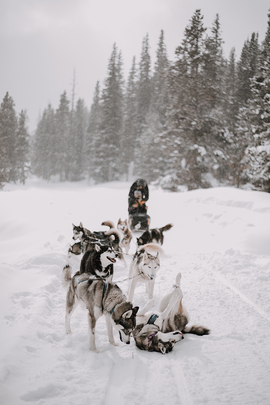 husky rolling in the snow, sled dog, dogsledding, winter, winter elopement, winter wedding, breckenridge colorado photographer, colorado dog sledding, dogsledding elopement, snowmobiling elopement 