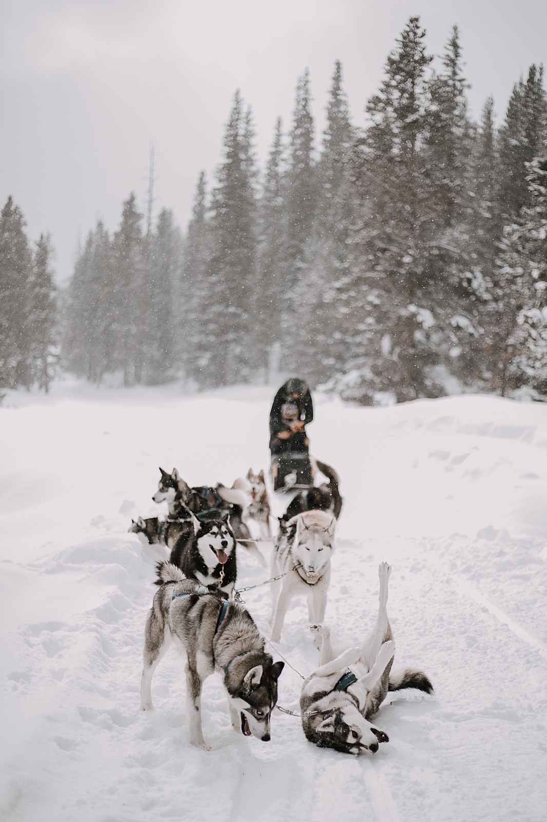 husky rolling in the snow, sled dog, dogsledding, winter, winter elopement, winter wedding, breckenridge colorado photographer, colorado dog sledding, dogsledding elopement, snowmobiling elopement 