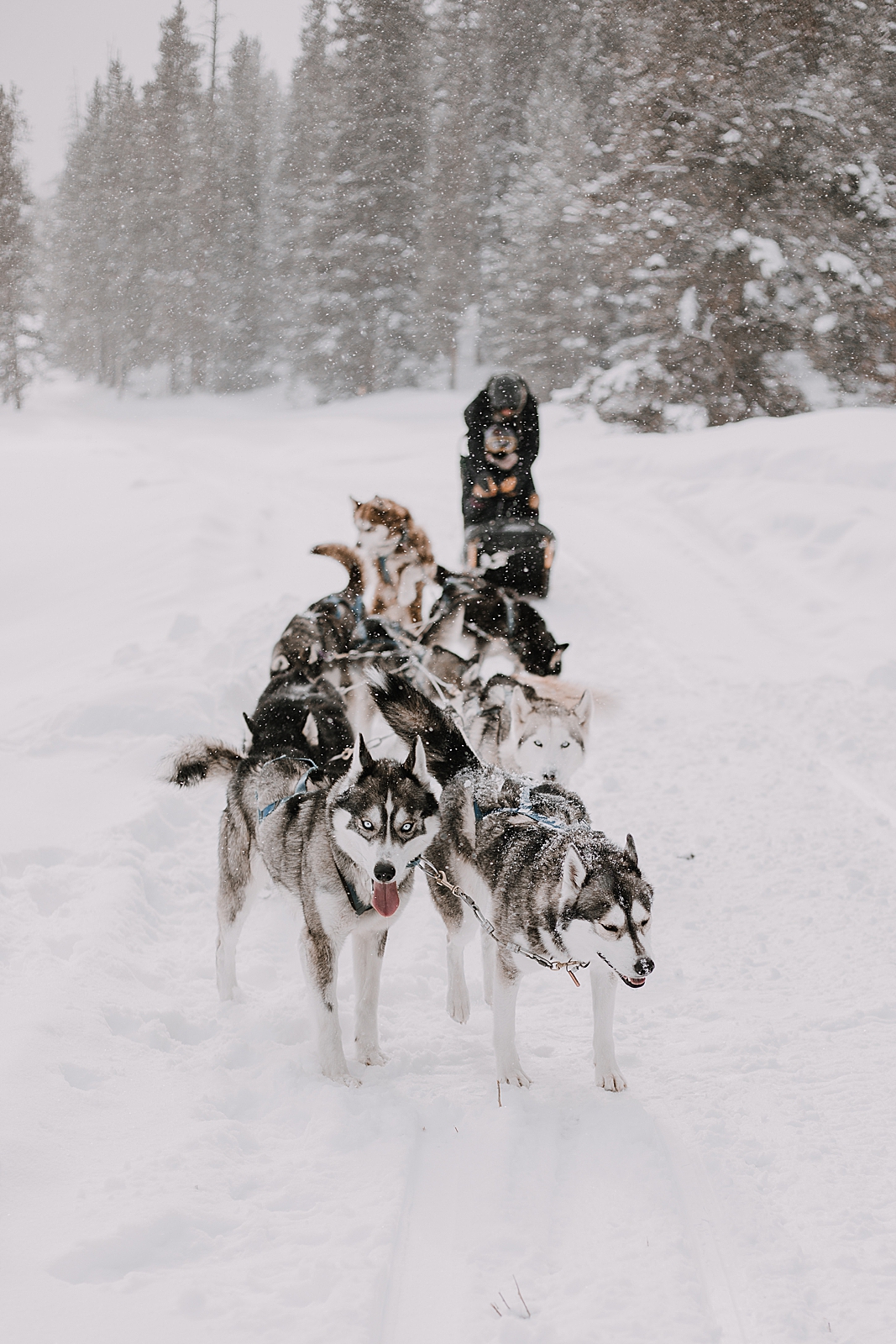 husky rolling in the snow, sled dog, dogsledding, winter, winter elopement, winter wedding, breckenridge colorado photographer, colorado dog sledding, dogsledding elopement, snowmobiling elopement 