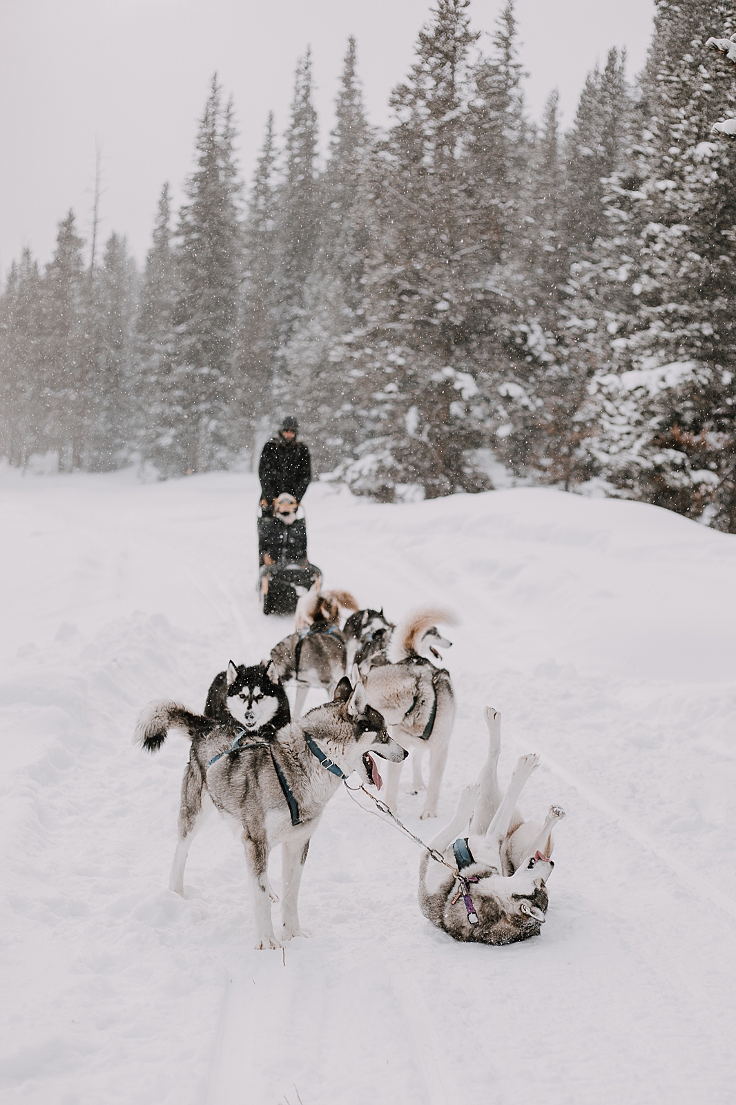 siberian husky in the snow, sled dog, dogsledding, winter, winter elopement, winter wedding, breckenridge colorado photographer, colorado dog sledding, dogsledding elopement, snowmobiling elopement