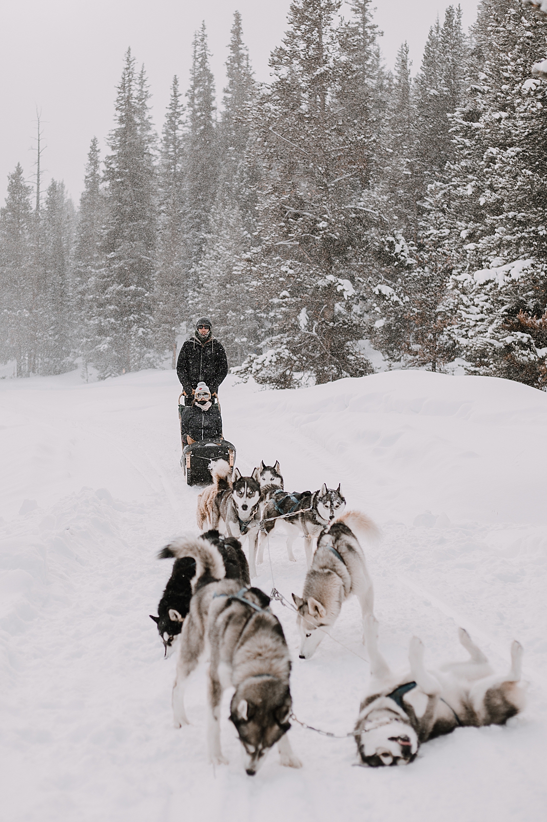 siberian husky in the snow, sled dog, dogsledding, winter, winter elopement, winter wedding, breckenridge colorado photographer, colorado dog sledding, dogsledding elopement, snowmobiling elopement 